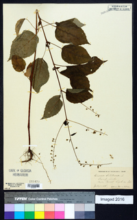 Circaea canadensis image