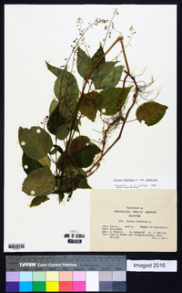 Circaea canadensis image