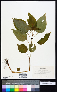 Circaea canadensis image