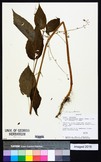 Circaea canadensis image