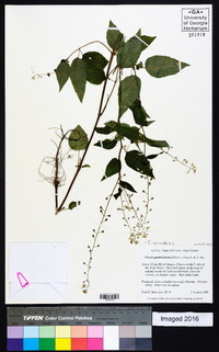 Circaea canadensis image