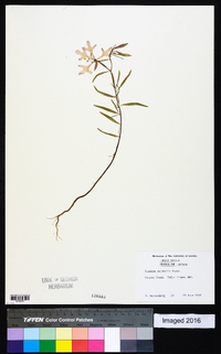 Clarkia pulchella image