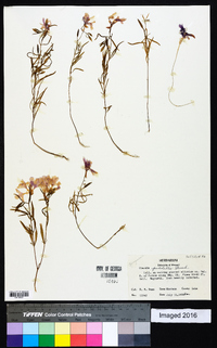 Clarkia pulchella image