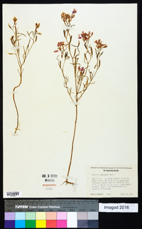 Clarkia pulchella image
