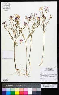 Clarkia pulchella image