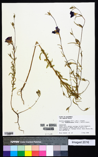 Clarkia purpurea image