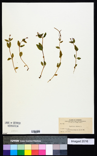 Epilobium palustre image