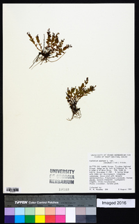 Epilobium palustre image