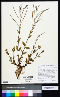 Epilobium palustre image