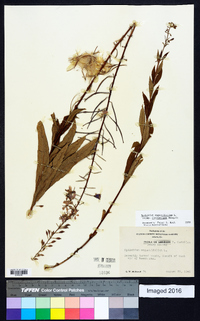 Chamaenerion angustifolium subsp. circumvagum image