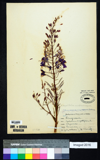 Chamaenerion angustifolium subsp. circumvagum image