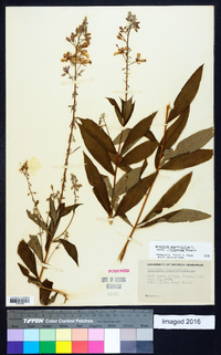 Chamaenerion angustifolium subsp. circumvagum image