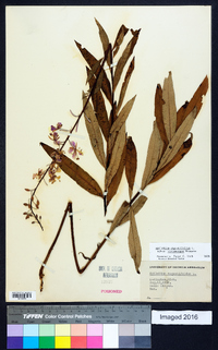 Chamaenerion angustifolium subsp. circumvagum image