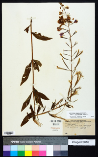 Chamaenerion angustifolium subsp. circumvagum image