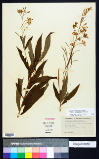 Chamaenerion angustifolium subsp. circumvagum image