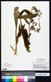 Chamaenerion angustifolium subsp. circumvagum image