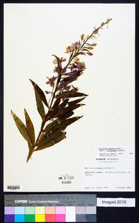 Chamaenerion angustifolium subsp. circumvagum image