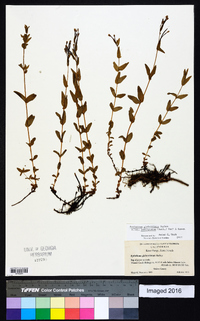 Epilobium glaberrimum image