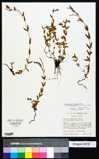 Epilobium glaberrimum image