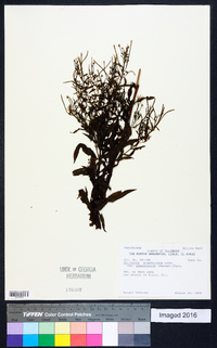 Epilobium glaberrimum image