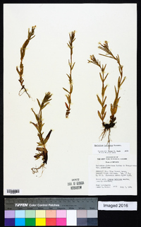 Epilobium halleanum image