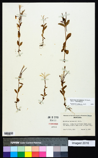 Epilobium hornemannii image