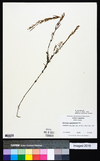 Epilobium leptophyllum image