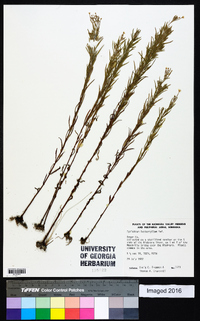 Epilobium leptophyllum image