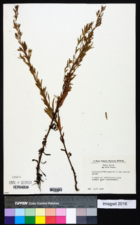 Epilobium tetragonum image