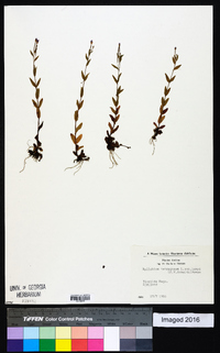 Epilobium tetragonum image