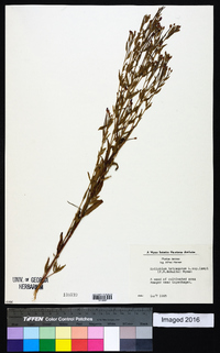 Epilobium tetragonum image