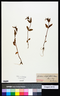 Epilobium alsinifolium image