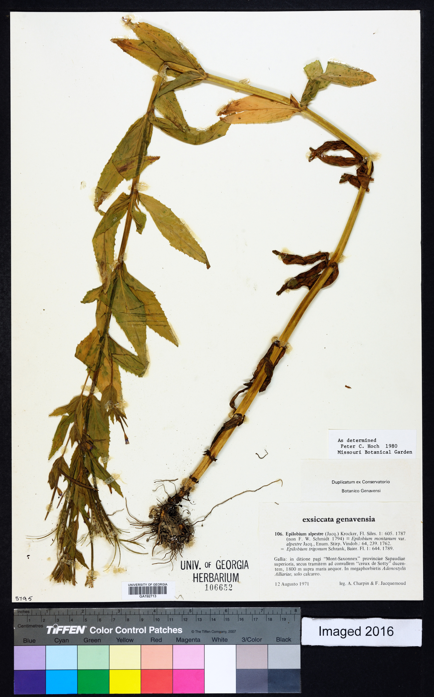 Epilobium alpestre image