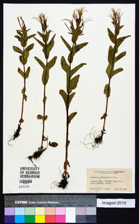 Chamaenerion angustifolium subsp. circumvagum image