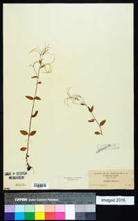 Epilobium palustre image