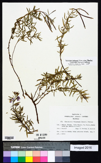 Epilobium fleischeri image