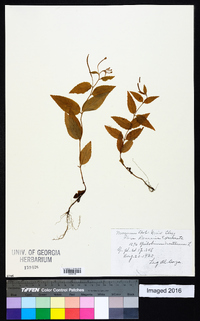 Epilobium montanum image