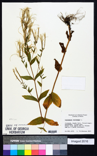 Epilobium montanum image