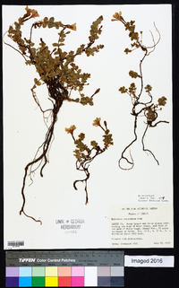 Epilobium obcordatum image