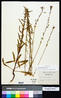 Oenothera simulans image