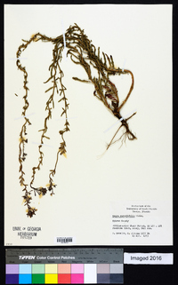 Oenothera simulans image