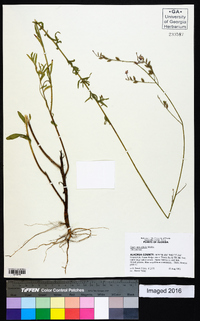 Oenothera simulans image