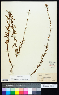 Oenothera simulans image