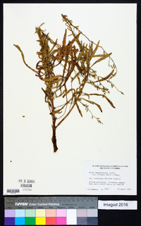 Oenothera simulans image