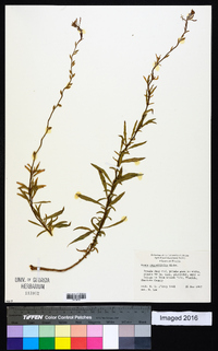 Oenothera simulans image