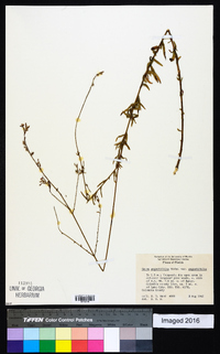 Oenothera simulans image