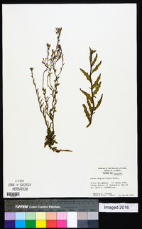 Oenothera simulans image