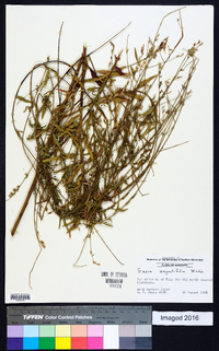 Oenothera simulans image