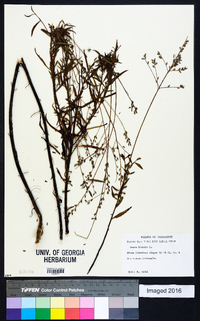 Oenothera gaura image