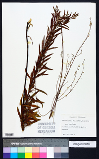 Oenothera gaura image